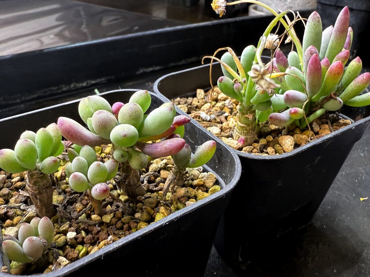 オトンナ・クラビフォリア(Othonna clavifolia)の実生
