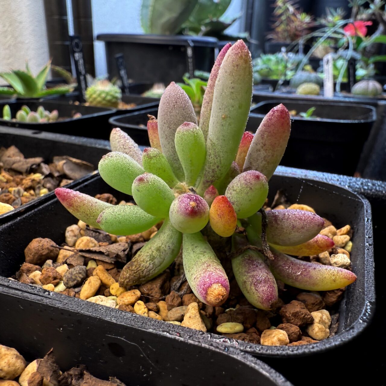 オトンナ・クラビフォリア(Othonna clavifolia)の実生