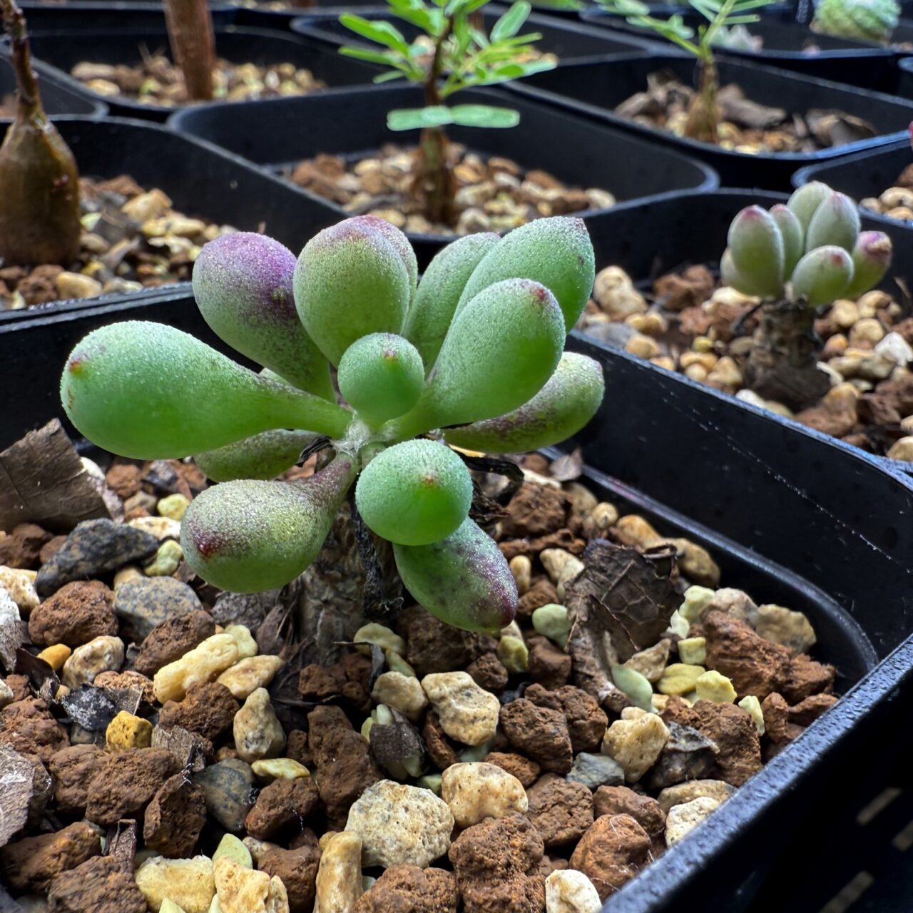 オトンナ・クラビフォリア(Othonna clavifolia)の実生