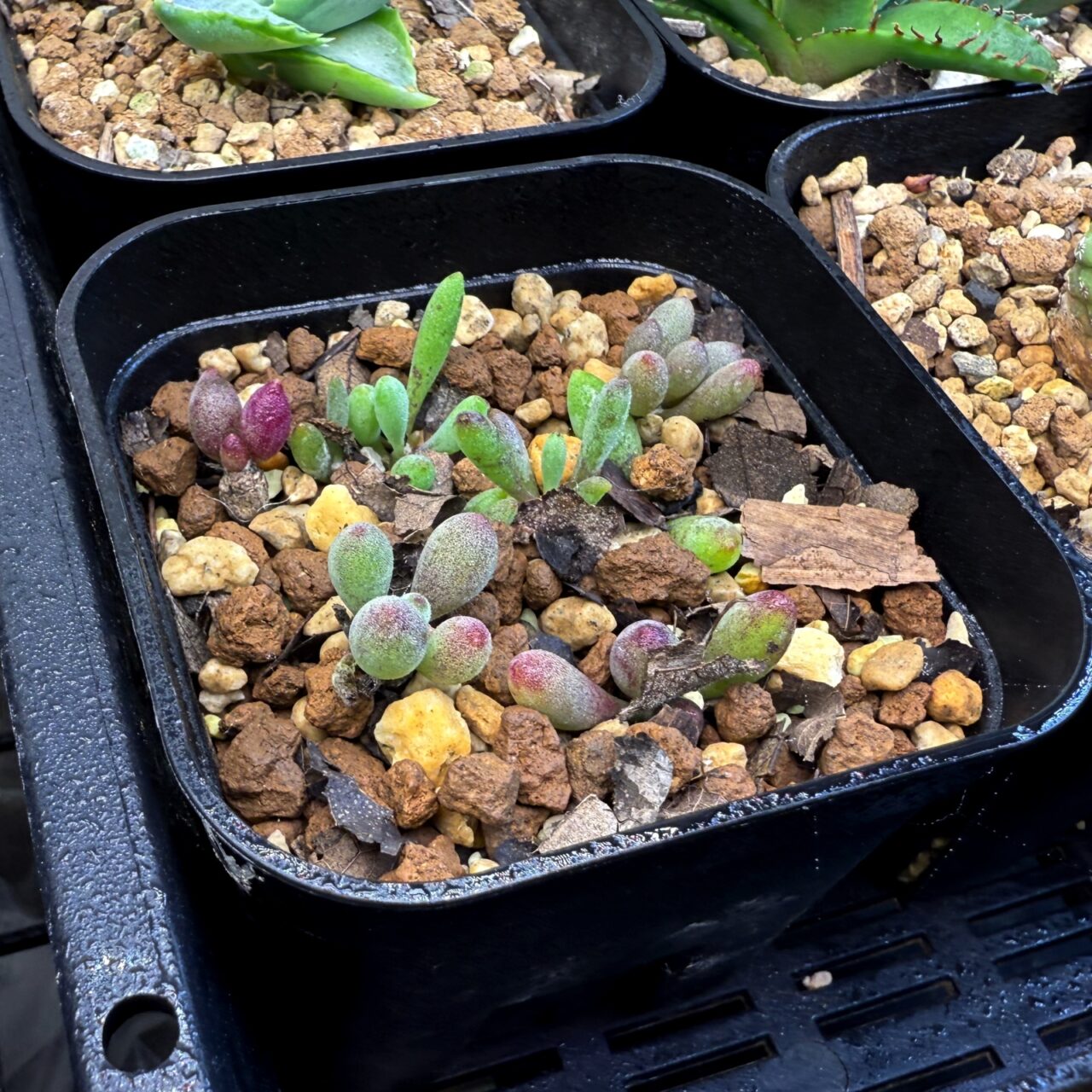 オトンナ・クラビフォリア(Othonna clavifolia)の実生