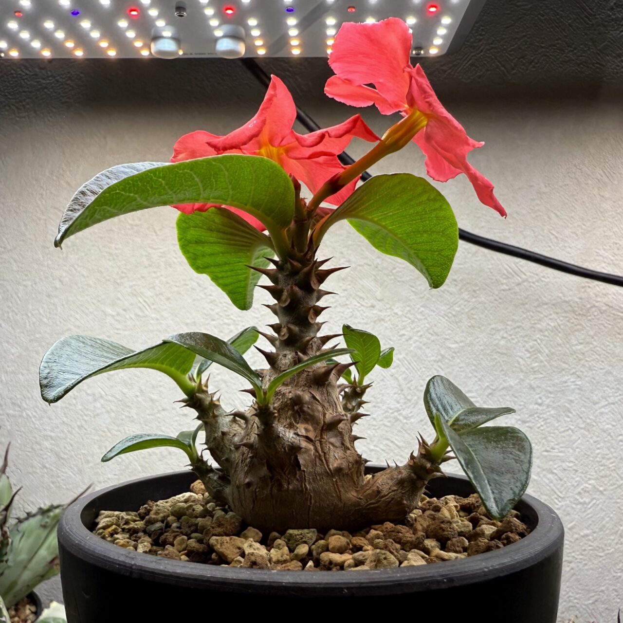パキポディウム・ウィンゾリー / Pachypodium windsorii
