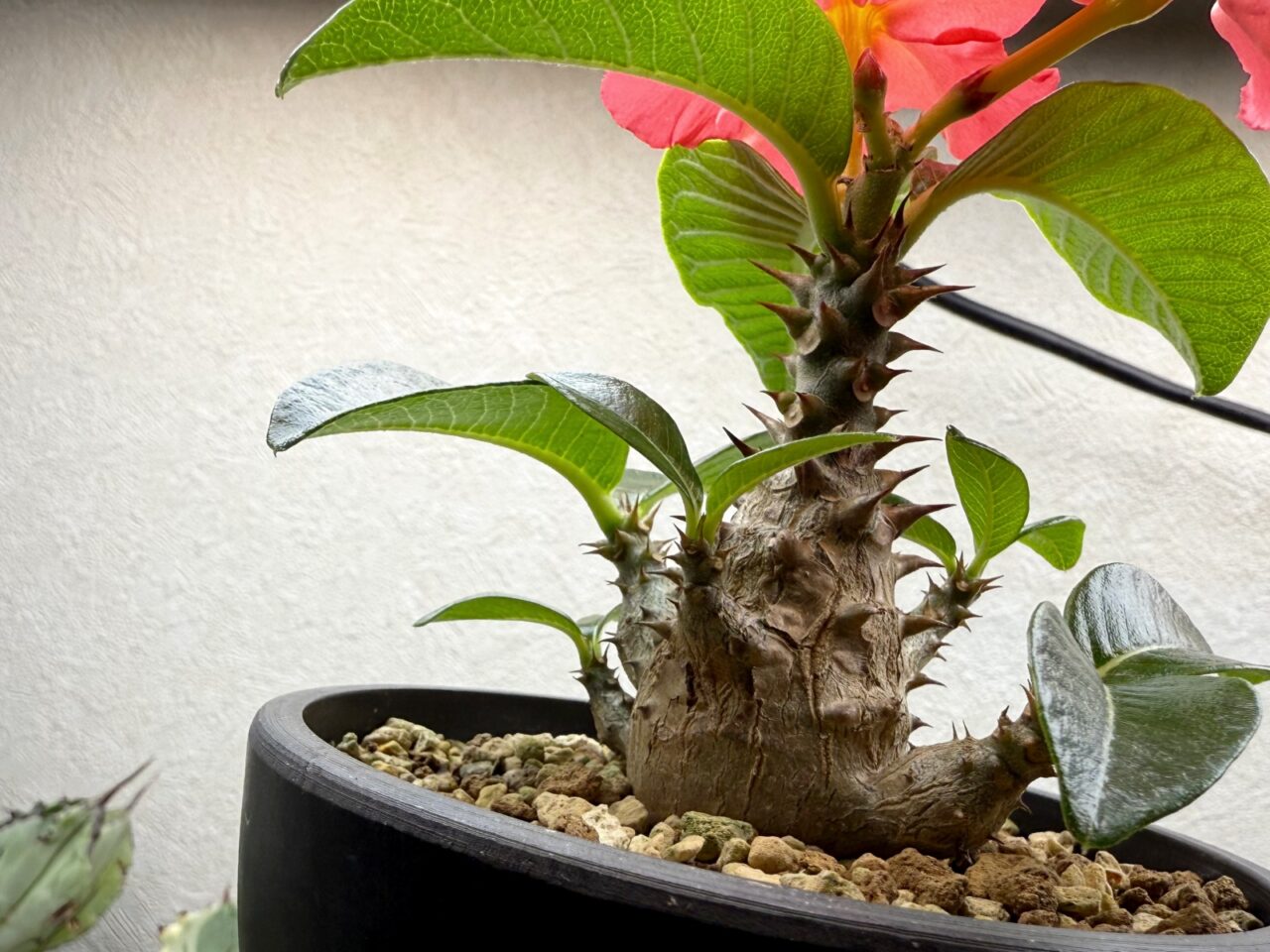 パキポディウム・ウィンゾリー / Pachypodium windsorii
